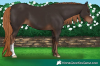 Horse Color:Liver Chestnut 