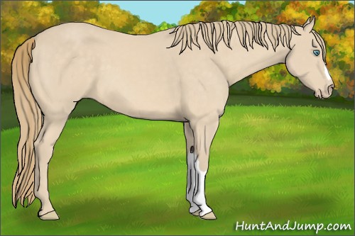 Horse Color:Perlino 