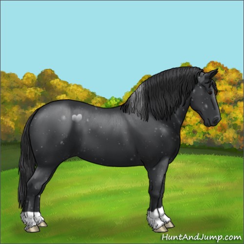 Horse Color:Black 