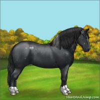 Horse Color:Black 