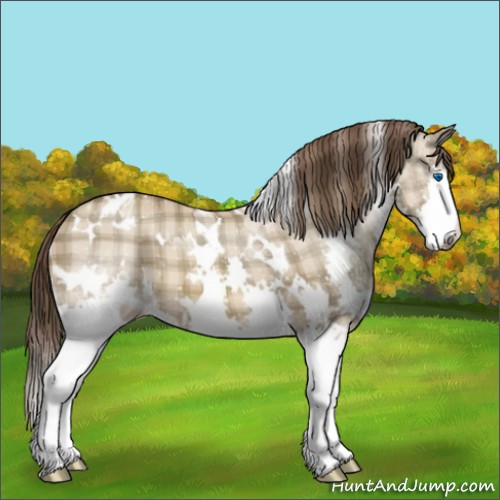 Horse Color:Plaid White Spotted Sable Champagne Splash Appaloosa