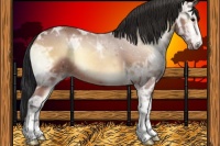 Horse Color:Bay Ice Onyx Sabino 