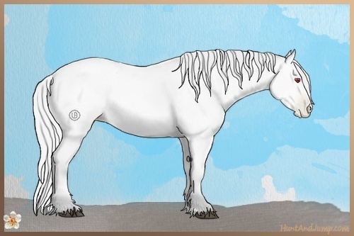 Horse Color:Silver Bay Chinchilla Pearl Rabicano