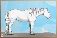 Horse Color:Silver Bay Chinchilla Pearl Rabicano 