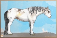 Horse Color:White Spotted Brown Onyx Appaloosa Rabicano 