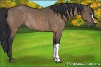 Horse Color:Brown Dun Rabicano 