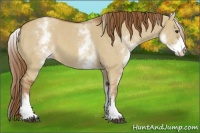 Horse Color:White Spotted Red Dun 