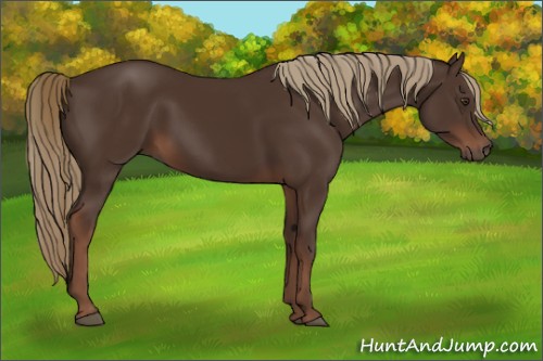 Horse Color:Liver Chestnut 