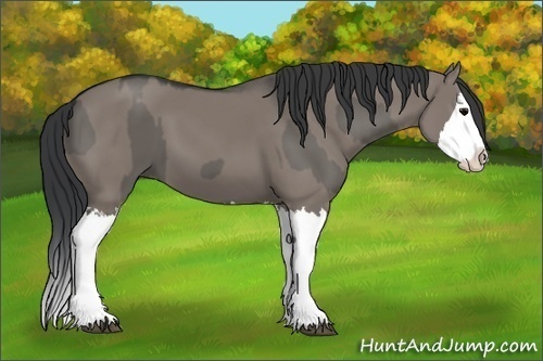Horse Color:Grullo Sabino Splash and Grullo Sabino Splash