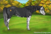 Horse Color:Black and Black Splash