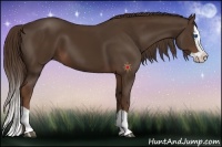 Horse Color:Liver Chestnut Splash 