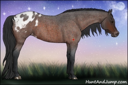 Horse Color:Bay Roan Appaloosa