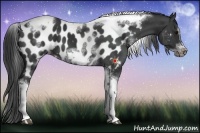 Horse Color:White Spotted Black Splash Tobiano Frame Appaloosa