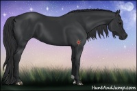 Horse Color:Black 