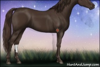 Horse Color:Liver Chestnut 