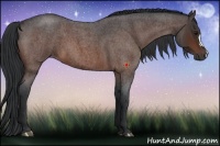 Horse Color:Bay Roan 
