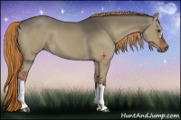 Horse Color:Liver Red Dun