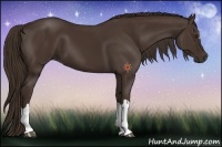Horse Color:Liver Chestnut 