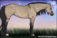 Horse Color:Brown Dun 