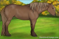 Horse Color:Liver Chestnut 