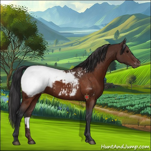Horse Color:Brown Appaloosa