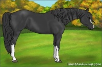 Horse Color:Black 