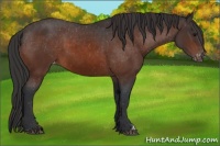 Horse Color:Brown Appaloosa