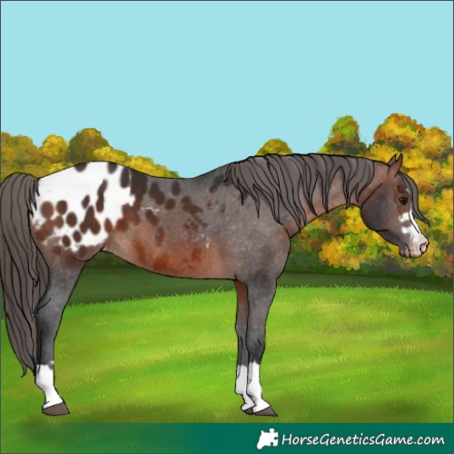 Horse Color:Bay Appaloosa