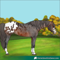 Horse Color:Bay Appaloosa