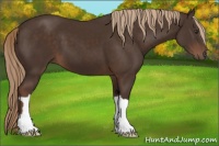 Horse Color:Liver Chestnut 