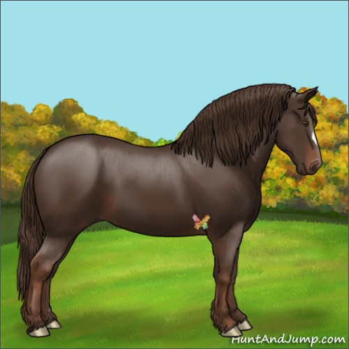 Horse Color:Liver Chestnut