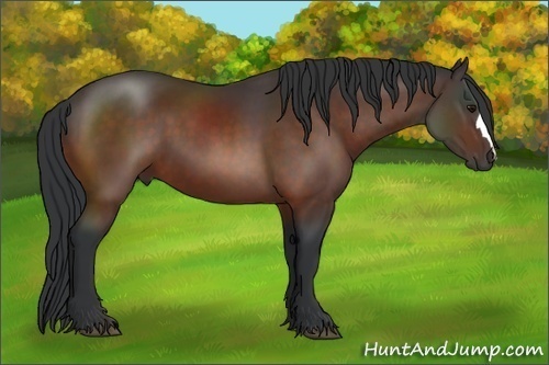 Horse Color:Brown 