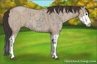 Horse Color:Grullo Roan Sabino Splash  and Classic Champagne Roan Dun Sabino Splash 