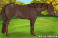 Horse Color:Gray Chestnut 
