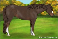 Horse Color:Liver Chestnut 