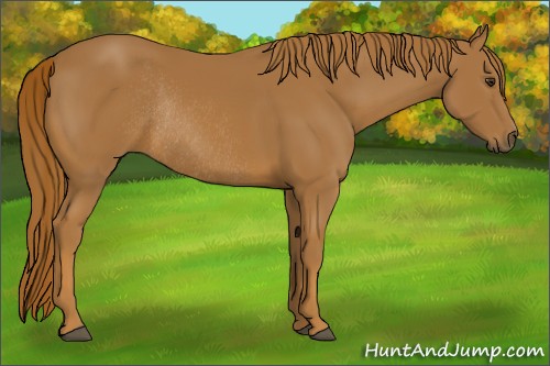 Horse Color:Chestnut Rabicano 