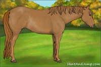 Horse Color:Chestnut Rabicano 