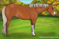 Horse Color:Silver Bay 