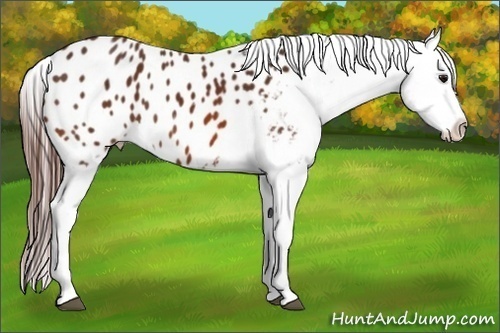 Horse Color:Bay Appaloosa 