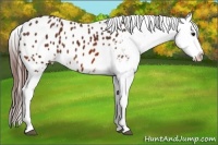 Horse Color:Bay Appaloosa