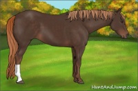 Horse Color:Liver Chestnut 