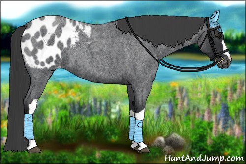 Horse Color:Blue Roan Appaloosa 