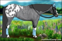 Horse Color:Blue Roan Appaloosa 