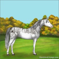 Horse Color:Grullo Sabino Splash  and Grullo Sabino Splash 