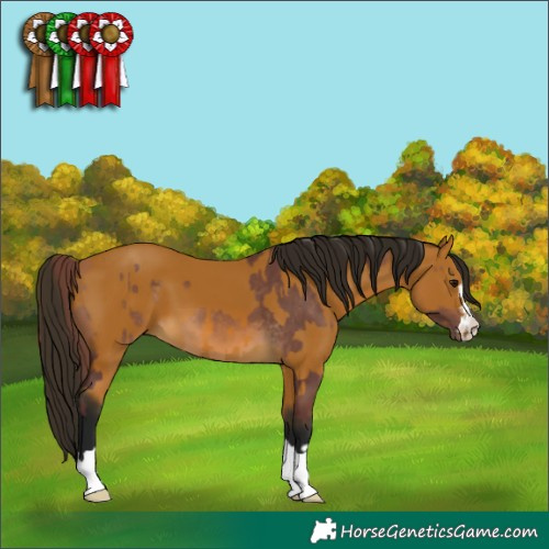 Horse Color:Chocolate Buckskin  and Gray Buckskin 