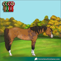 Horse Color:Chocolate Buckskin and Gray Buckskin