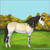 Horse Color:Buckskin Chinchilla Onyx 