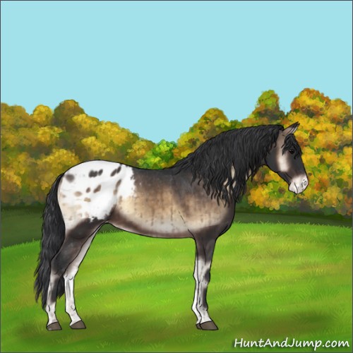 Horse Color:Brown Onyx Appaloosa Brindle