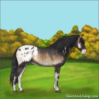 Horse Color:Brown Onyx Appaloosa Brindle 