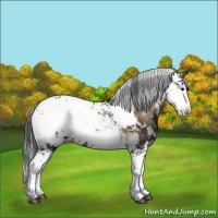Horse Color:Brown Onyx Sabino Appaloosa 